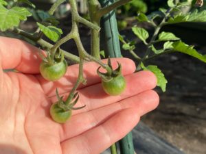 家庭菜園の記録３ トマトすくすく成長中 アコルデ株式会社 鹿児島市の総合広告代理店